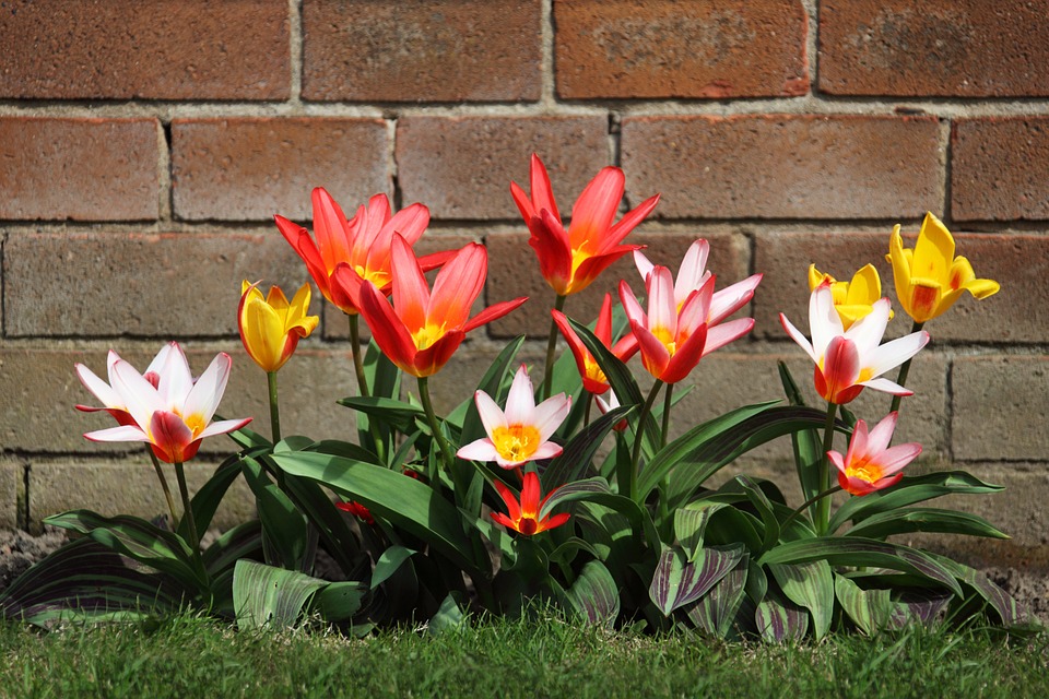 lawn flowers